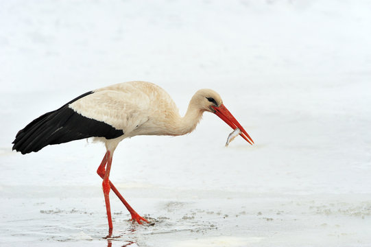 Stork At The Winter Park