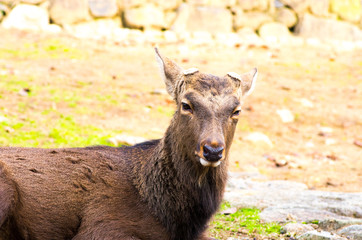 Fototapeta premium deea at nara park,tourism of japan（奈良公園・鹿）