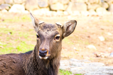 deea at nara park,tourism of japan（奈良公園・鹿）