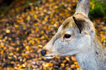 deea at nara park,tourism of japan（奈良公園・鹿）