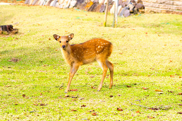 deea at nara park,tourism of japan（奈良公園・鹿）