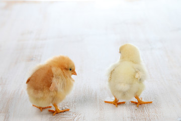 Yellow chickens on a wooden background