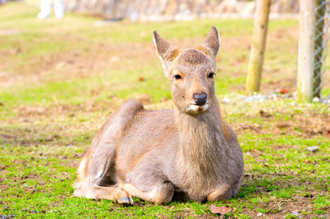 deea at nara park,tourism of japan（奈良公園・鹿）