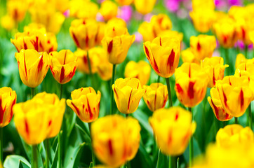 Obraz premium tulip flower（チューリップ）