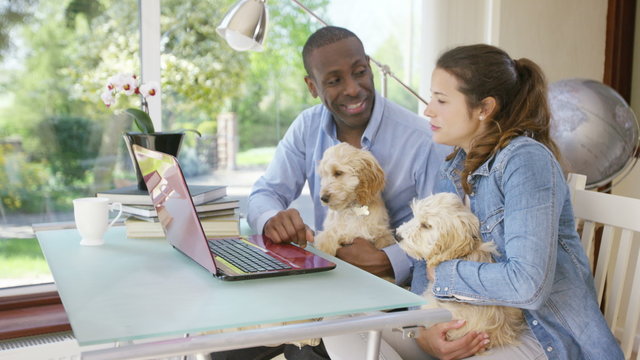  Couple working on laptop computer at home with 2 cute puppies sitting with them. 