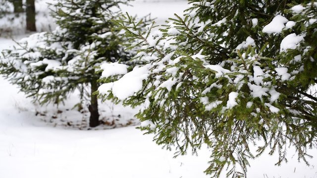 Coniferous forest in winter on  cloudy day