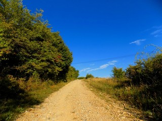 Road in nature