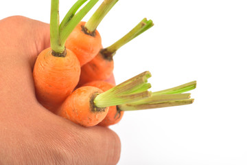 Fresh organic carrot on white background