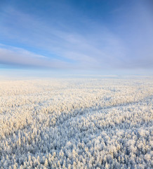 Winter forest with frosty trees, top view