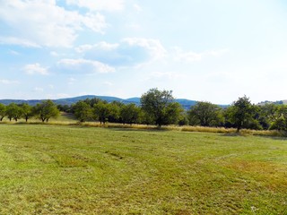 Obraz premium Meadow, forest and sky