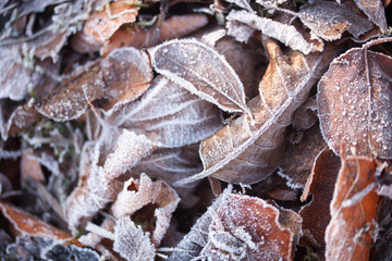 Gefrorenes Herbstlaub