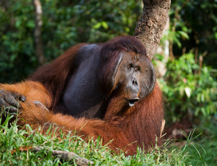 Naklejka premium Dominant male orangutan sitting on the ground. Indonesia. The island of Kalimantan (Borneo). An excellent illustration.