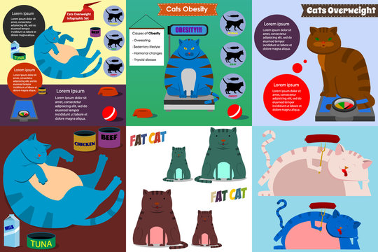 Set of cats overweight infographics and illustrations in flat style.