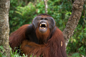 Dominant male orangutan yawns. Indonesia. The island of Kalimantan (Borneo). An excellent illustration. © gudkovandrey