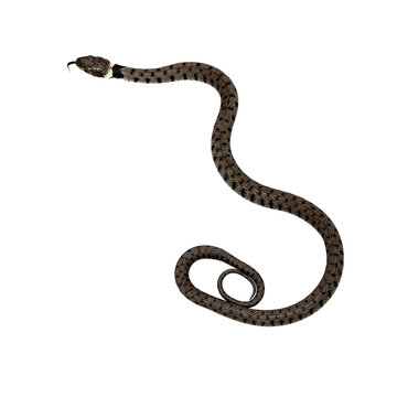 Natrix natrix, grass snake isolated on white