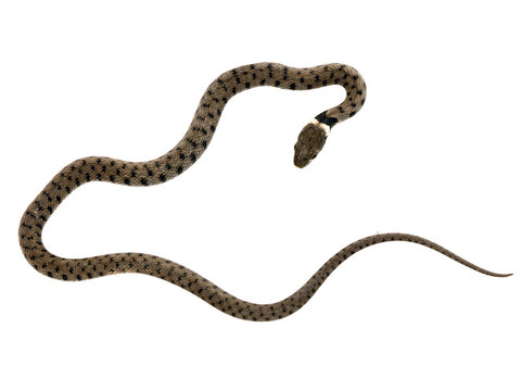 Grass snake isolated on white