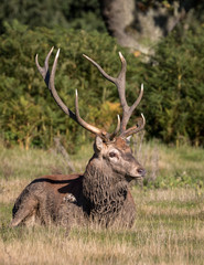 Red Deer stag lying in Grass showing his antlers with green foliage 