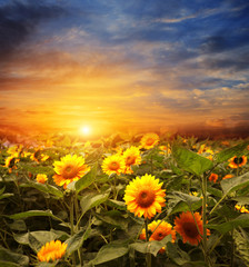 Obraz premium blooming sunflowers on a background sunset
