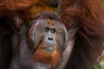 Portrait of a male orangutan. Close-up. Indonesia. The island of Kalimantan (Borneo). An excellent illustration. © gudkovandrey