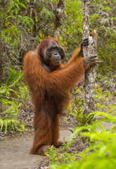 Fototapeta premium A big dominant male is standing on hind legs in the jungle. Indonesia. The island of Kalimantan (Borneo). An excellent illustration.