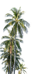 Obraz premium Coconut tree isolated on white background