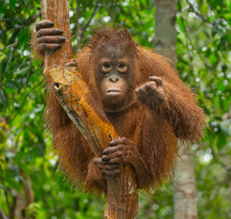 A baby orangutan in the wild. Indonesia. The island of Kalimantan (Borneo). An excellent illustration. © gudkovandrey
