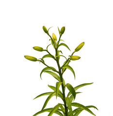 The branch of buds  lilies  Lilium LA-Hybrids