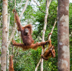The female of the orangutan with a baby in a tree. Indonesia. The island of Kalimantan (Borneo). An...