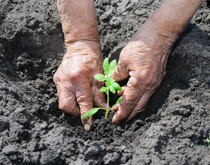 farmer planting a tomato seedling