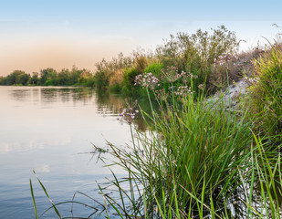 Butomus umbellatus flowers on a background of water and grass