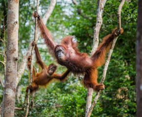 The female of the orangutan with a baby in a tree. Indonesia. The island of Kalimantan (Borneo). An excellent illustration.