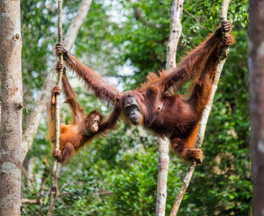 Fototapeta premium The female of the orangutan with a baby in a tree. Indonesia. The island of Kalimantan (Borneo). An excellent illustration.