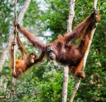 The female of the orangutan with a baby in a tree. Indonesia. The island of Kalimantan (Borneo). An excellent illustration.