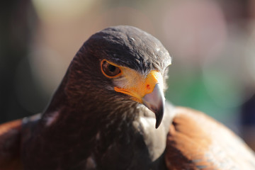 Parabuteo unicinctus head