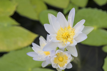 Lotus (Water lily) in pond