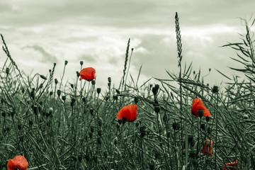 Blooming poppy field