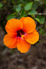 Obraz premium Beautiful tropical waterfall in Waimea Valley park on Oahu island