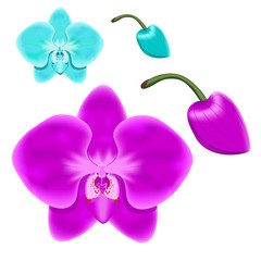 The flowers and buds of orchids. Isolated objects for design.