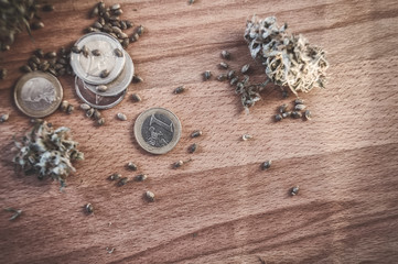 cannabis seeds and money