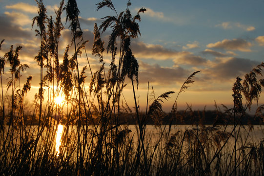 Fototapeta Polska. Stańków, trzciny
