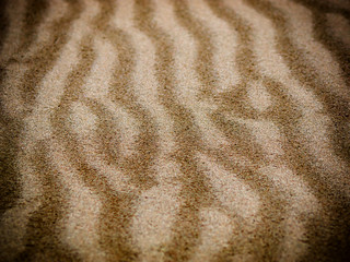 Sand dunes in the Al Ain desert