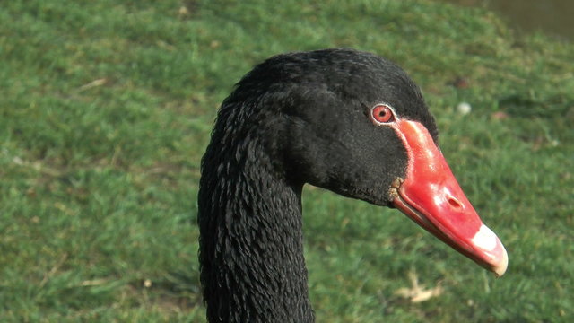 Head of Black Swan (cygnus atratus) extreme closeup