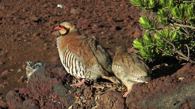 chukar hen with young chicken