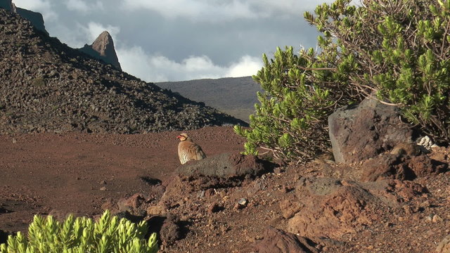 chukar (Alectoris chukar) hen sitting on lava rocks at haleakala crater, maui hawaii