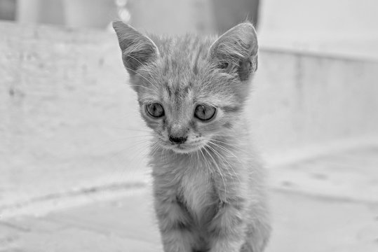 closeup little fluffy kitten of monochrome gray tone