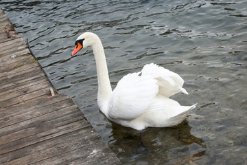 Wild Life. Swan on lake water, swans on pond