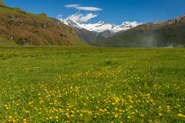 Fototapeta na wymiar majestic landscape with meadows and blooming flowers