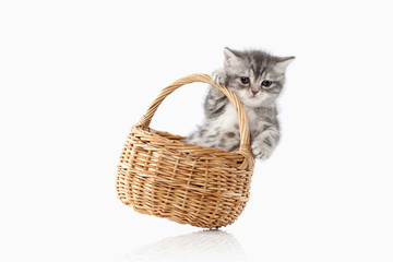 Fototapeta na wymiar Cat. Small silver british kitten on white background