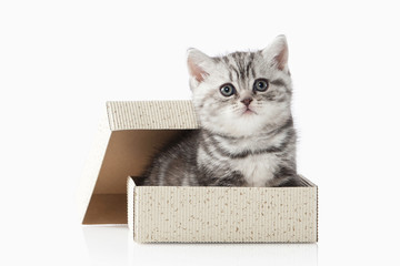 Cat. Small silver british kitten on white background