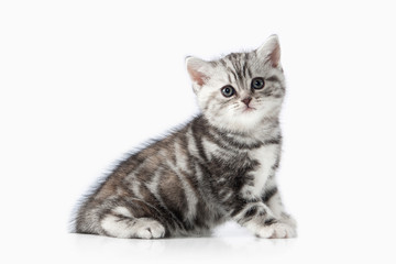 Cat. Small silver british kitten on white background